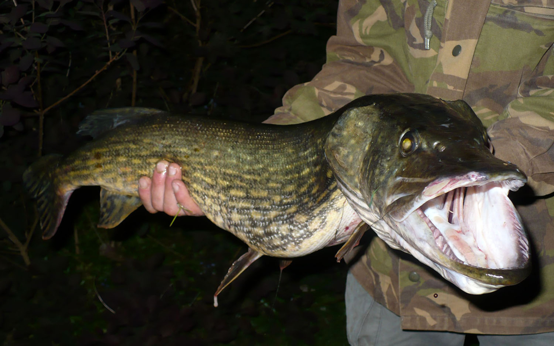 Anangeln 8. – 10. Mai 2026