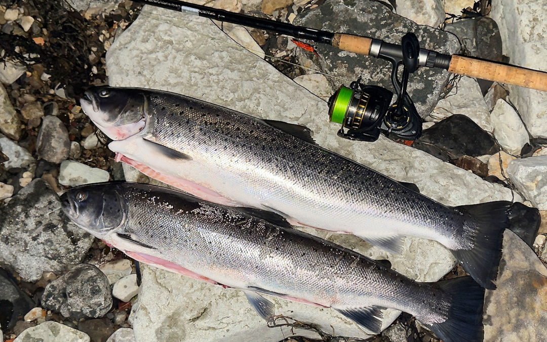 “2 Meerforellen weniger auf Öland”